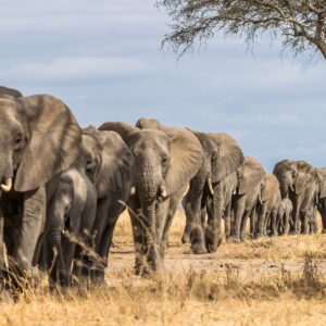 2-Day Best of Tarangire and Lake Manyara National Park