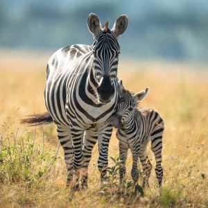3-Day Awesome Serengeti and Ngorongoro Safari
