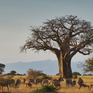 4-Day Perfect Safari to Tarangire, Serengeti & Ngorongoro