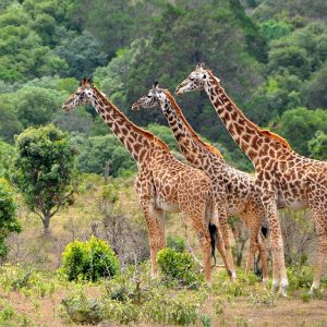 4-Day Amazing Tanzania Wildlife Safari