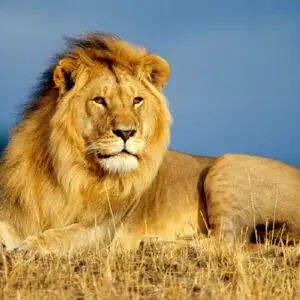 5-Day The Best of Tanzania Wildlife Safari