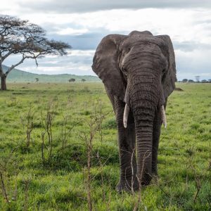 4-Day The Best of Tanzania Budget Safari